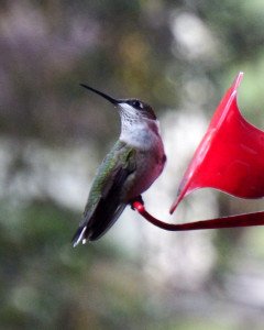 Hummingbird-092215-01
