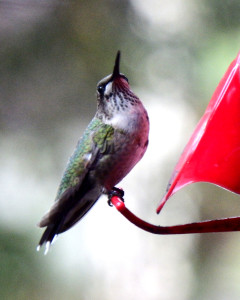 Hummingbird-092215-02