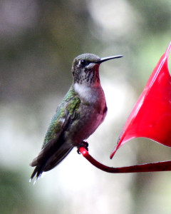 Hummingbird-092215-03