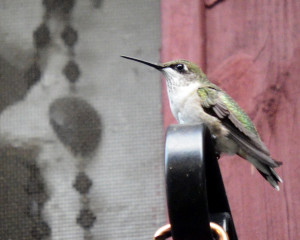 Hummingbird-092215-04