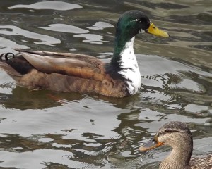 038-Ducks-LakeAnna-HighPoint