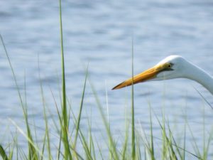 035-FL-ShellMound-Egret